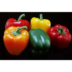 Pepper Seeds- Multi-Color- Capsicum annuum-Sweet Pepper