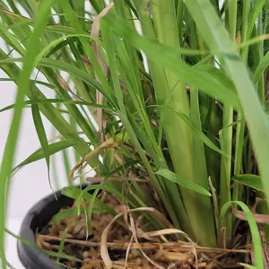 Broomsedge Grass