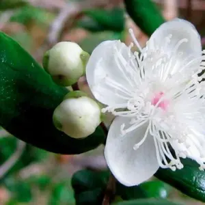 Chilean Myrtle Seeds | Luma apiculata Seeds | Arrayan | Shortleaf Stopper | 5_Seeds