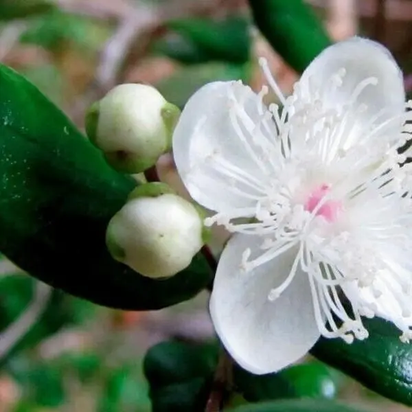 Chilean Myrtle Seeds | Luma apiculata Seeds | Arrayan | Shortleaf Stopper | 5_Seeds