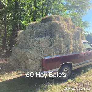 Square Hay Bales Square Hay Bales
