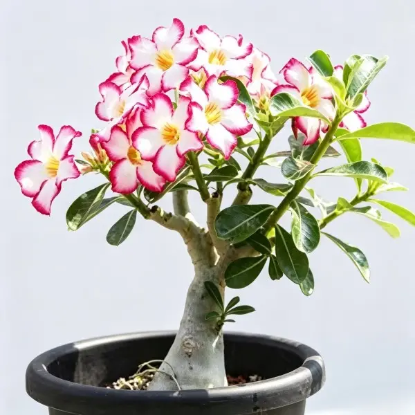 Adenium Obesum Desert Rose Bare Root Caudex - Drought-Tolerant Flowering Succulent, Easy-Care Single Plant for Beginners, Full Sun Indoor & Outdoor Garden Use