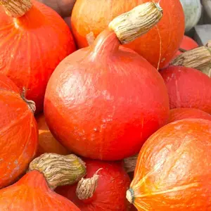 TomorrowSeeds - Japanese Red Kuri Squash Seeds -  Hokkaido Orange Winter Pumpkin Ambercup Golden Hubbard Asian Garden Seed For 2024 Season