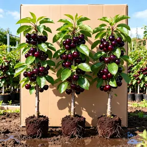Dwarf Cherry Tree, Bare Root Well-Developed Root System, US Grown, Local Nursery Stock, Cold Hardy