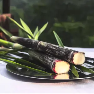 Sweet Sugarcane Seeds – High-Yield Fresh Cane, Easy to Grow for Home Gardening, All-Season Planting, Smooth Naturally Sweet Flavor