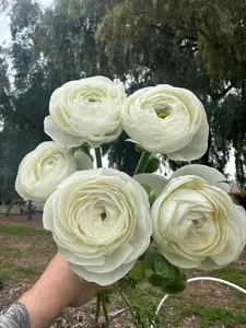 Ranunculus Amandine White