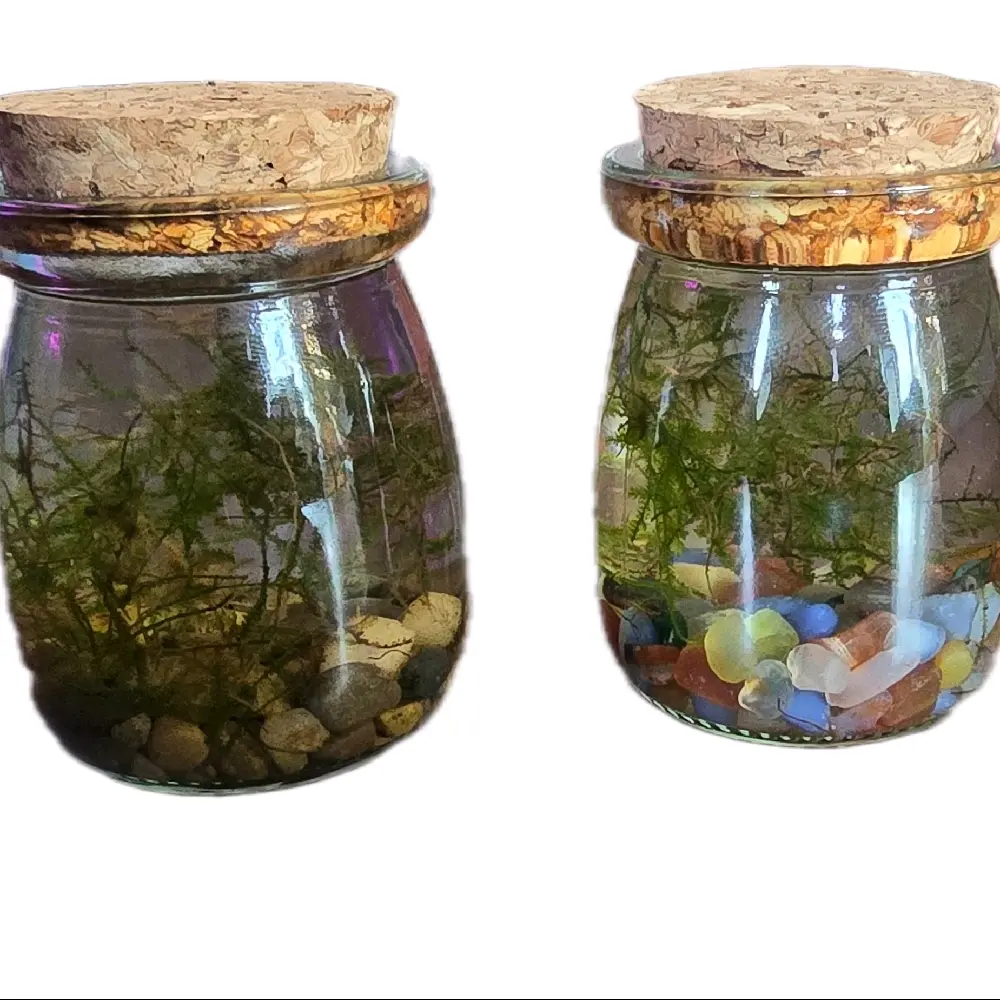Hand Made Live Moss Aquatic Terrarium