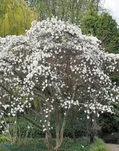 10 Magnolia stellata seeds | Star Magnolia  Seeds
