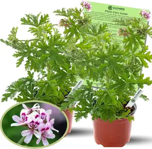 Garden Citronella Plants – Two (2) Live Plants – Non-GMO - Not Seeds - Each 4" to 8" Tall – in 4" Inch Pots - Citrosa Geranium Plant, Mosquito Repellent, Blooming, Edible 2.32 qt. Citronella Plant