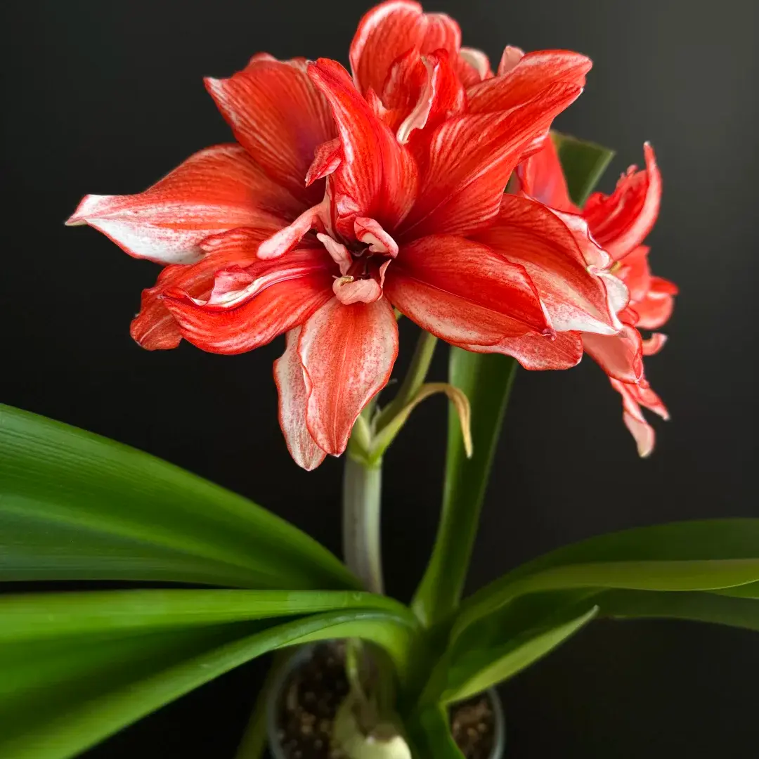 Large Flamed Amadeus Amaryllis Bulbs Easy Grow Indoor Outdoor Blooms