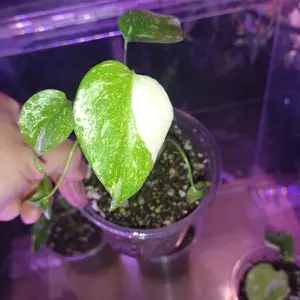4inch pot monstera Thai constellation