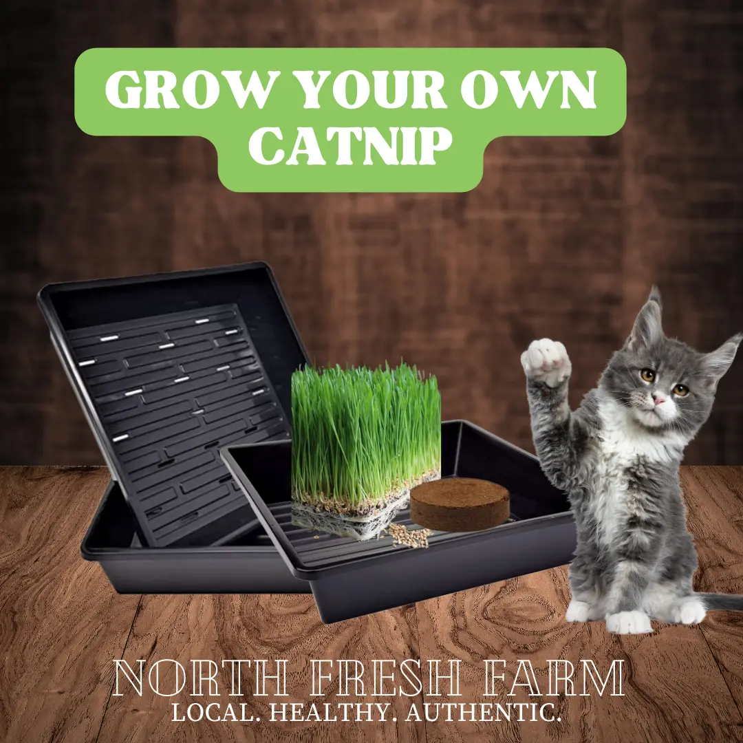 Grow Your Own Catnip