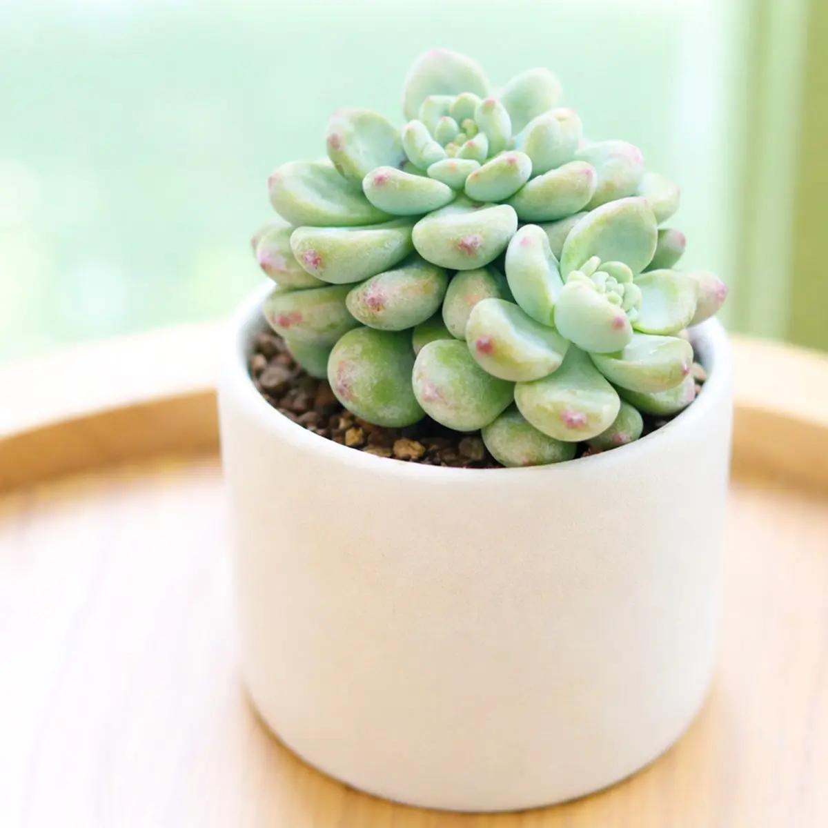 Sedum Clavatum