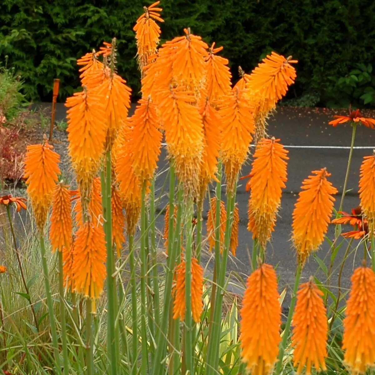 Green River 25 Mango Popsicle Hot Poker Torch Lily Flower Seeds - Vibrant Perennial for Sunny Gardens, Deer-Resistant, Pollinator-Friendly, USDA Zones 5-9