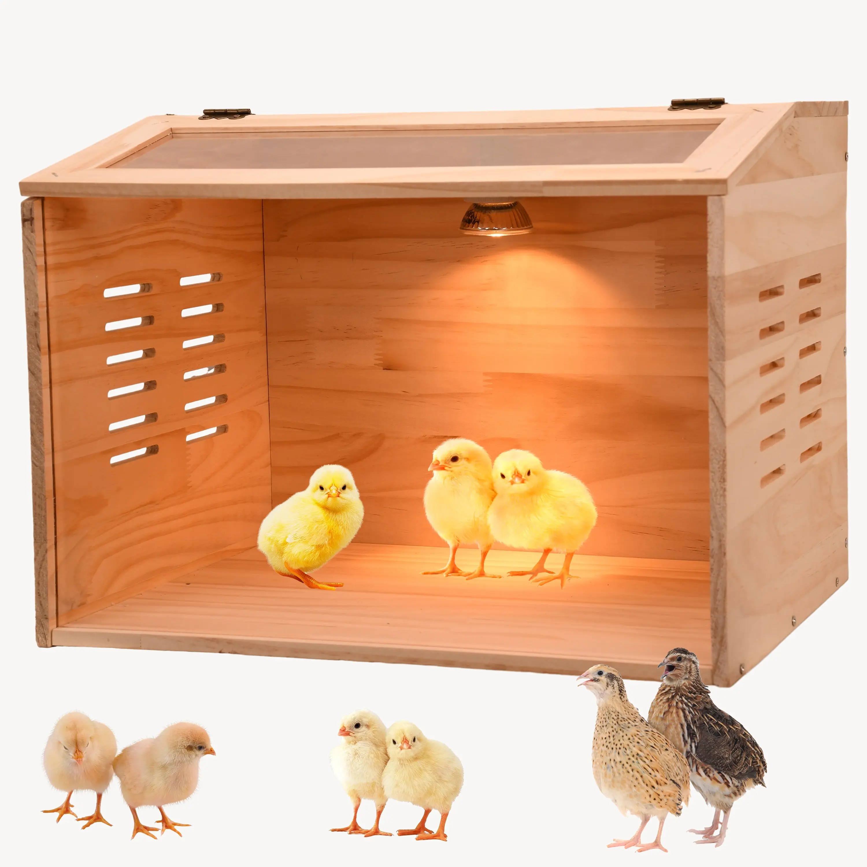 Chicken brooder Box, Chick brooder, brooder Box for Chicks, Small Chicken coop, Baby Chicken Supplies, Chick brooder Box, Quail cage, Quail coop, Measures Approximately 15.7X12X12 inches