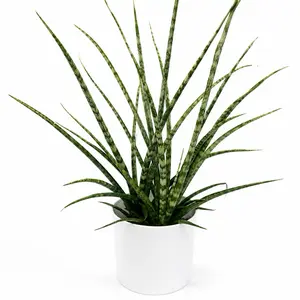 Sansevieria Fernwood 6” Pot | Compact Snake Plant | Low Maintenance Indoor Houseplant | Modern Decorative Greenery