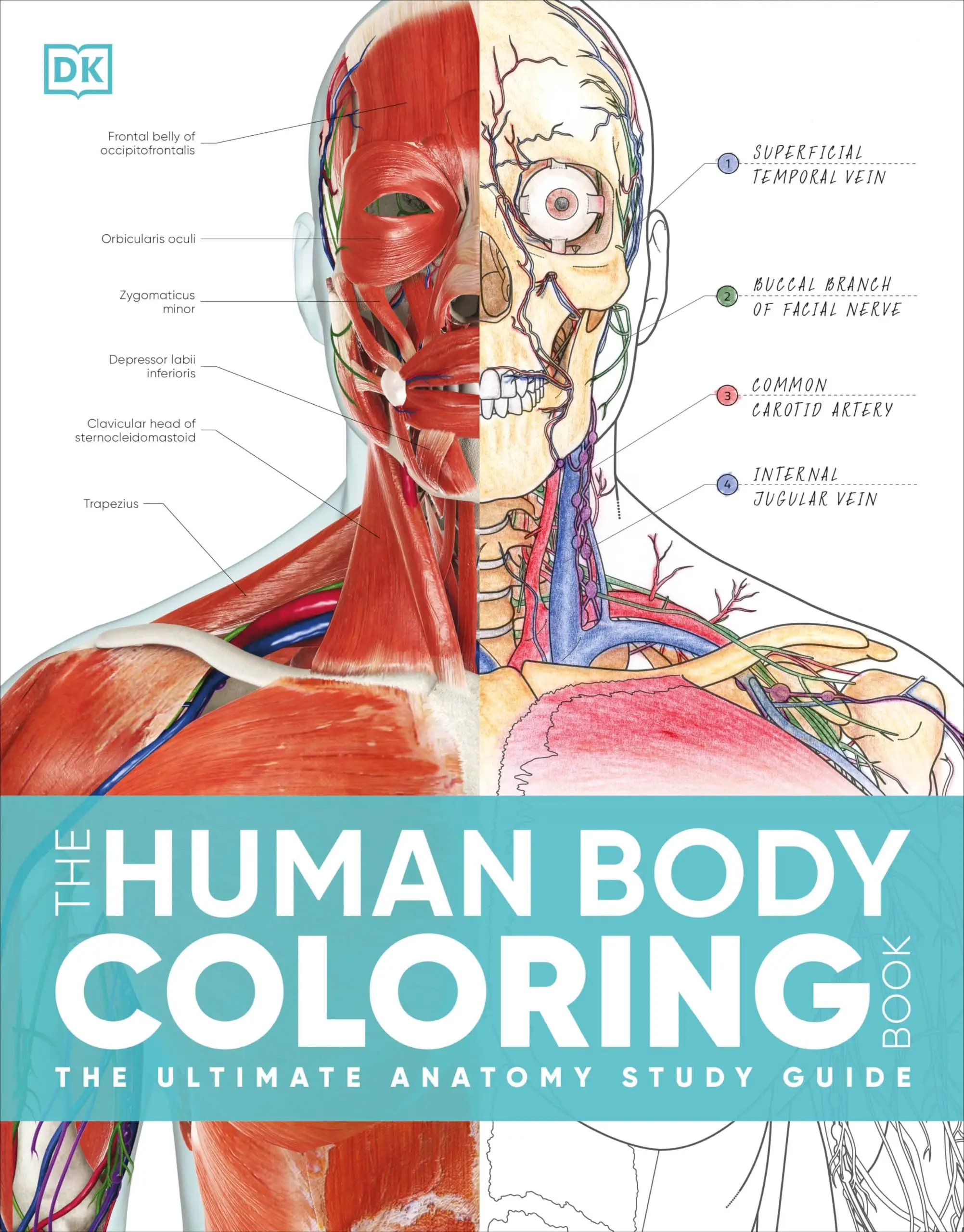 The Human Body Coloring Book: The Ultimate Anatomy Study Guide, Second Edition -- DK - Paperback