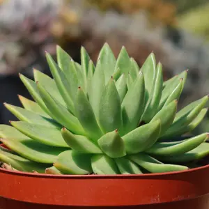Echeveria 'Miranda'