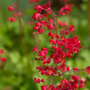 Coral Bells (Heuchera) | Two Live Perennial Plants | Non-GMO, Compact Plant Tolerates Sun and Shade, Pollinator Favorite