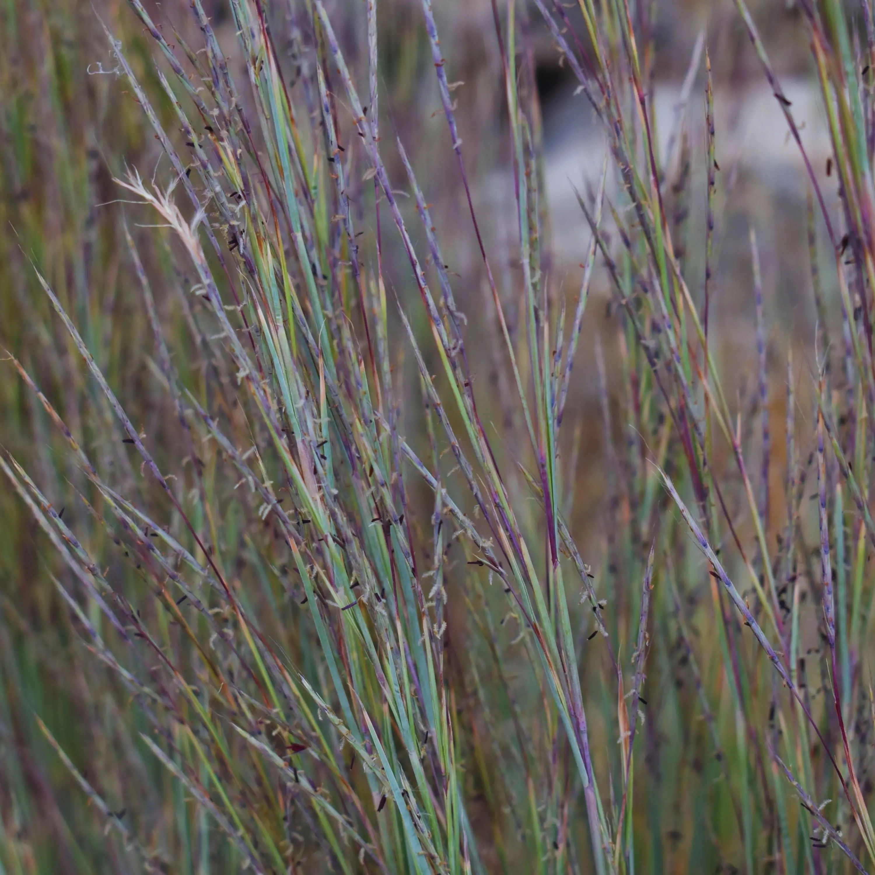 Little Bluestem Native Grass Seeds