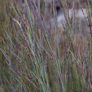 Little Bluestem Native Grass Seeds