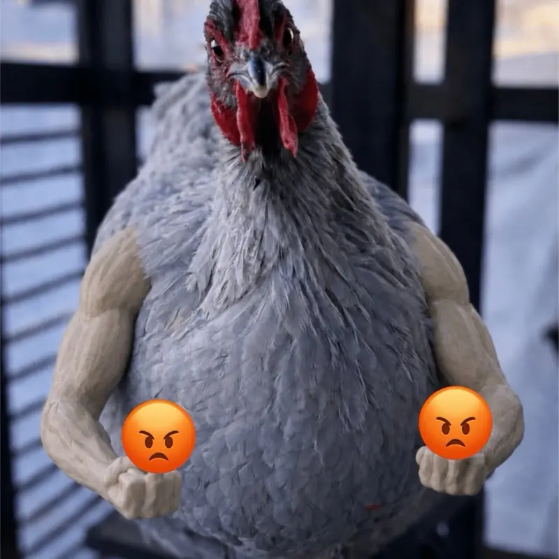Middle Finger Bad Boy Chicken Arms Add some Attitude to the flock!!!!