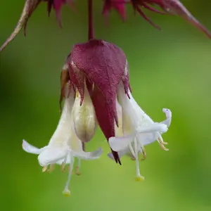 Yellow Leaf Himalayan Honeysuckle Seeds (Leycesteria formosa) – Rare Ornamental with Golden Foliage & Edible Berries