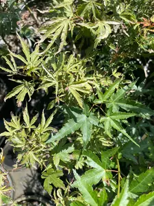 Acer palmatum 'Dr. Seuss' (Reverted)