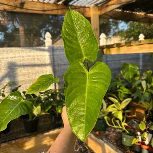 Anthurium Veitchii (King)