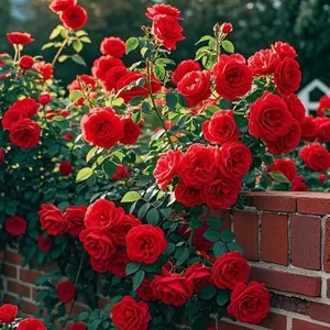 300 Pcs Red Climbing Rose Seeds – Gorgeous, Long-Blooming, and Easy to Grow 300 Pcs Red Climbing Rose Seeds – Gorgeous, Long-Blooming, and Easy to Grow