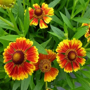 SALUD™ Embers Sneeze Weed