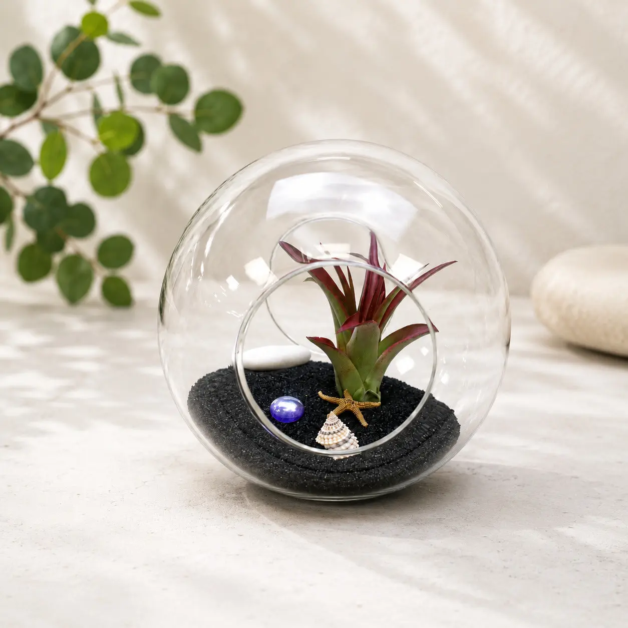 Large Beach Terrarium with Assorted Tillandsia Air Plant & Black Sand
