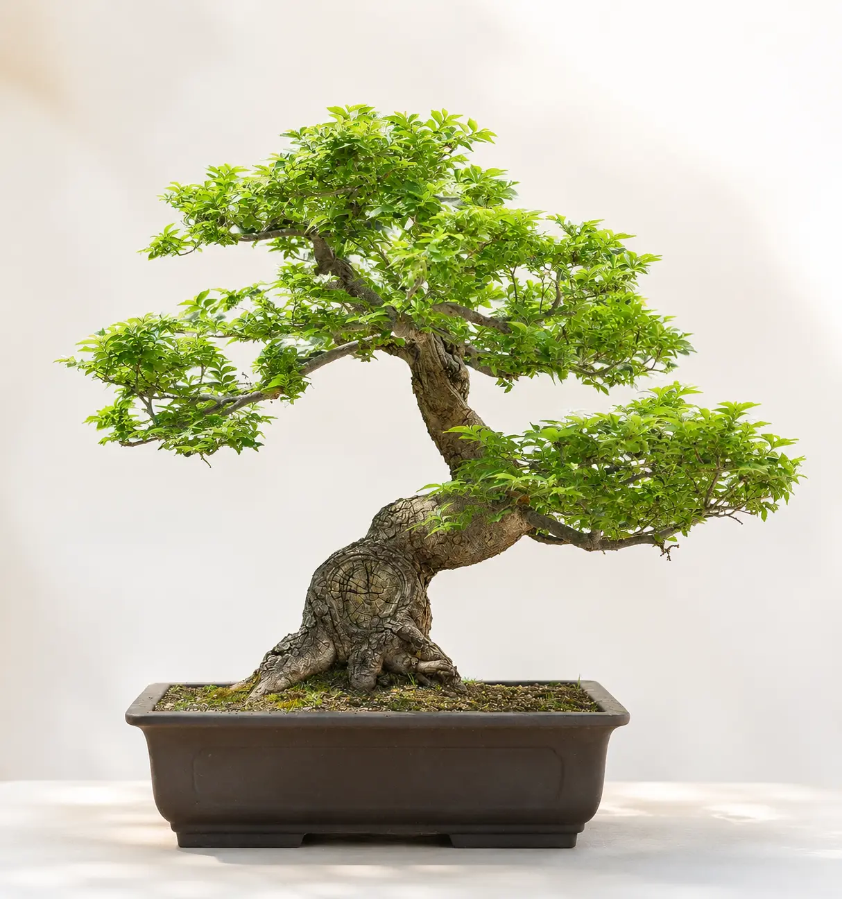 Chinese Elm Bonsai Tree Seeds – 30 Seeds – Grow Your Own Classic Bonsai
