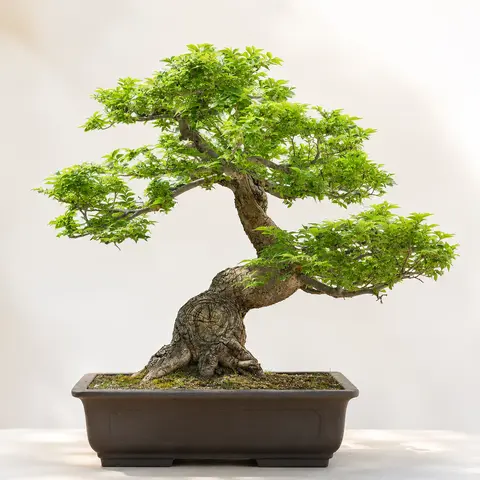 CZ GRAIN Natural Chinese Elm Bonsai Tree 30-Seed Pack, Seeds for Planting & Sprouting for Bonsai Enthusiasts to Grow Textured Trees (Home Improvement Garden Supplies)