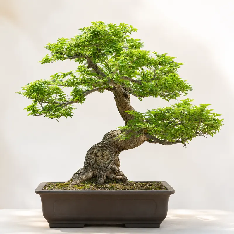 CZ GRAIN Natural Chinese Elm Bonsai Tree 30-Seed Pack, Seeds for Planting & Sprouting for Bonsai Enthusiasts to Grow Textured Trees (Home Improvement Garden Supplies)