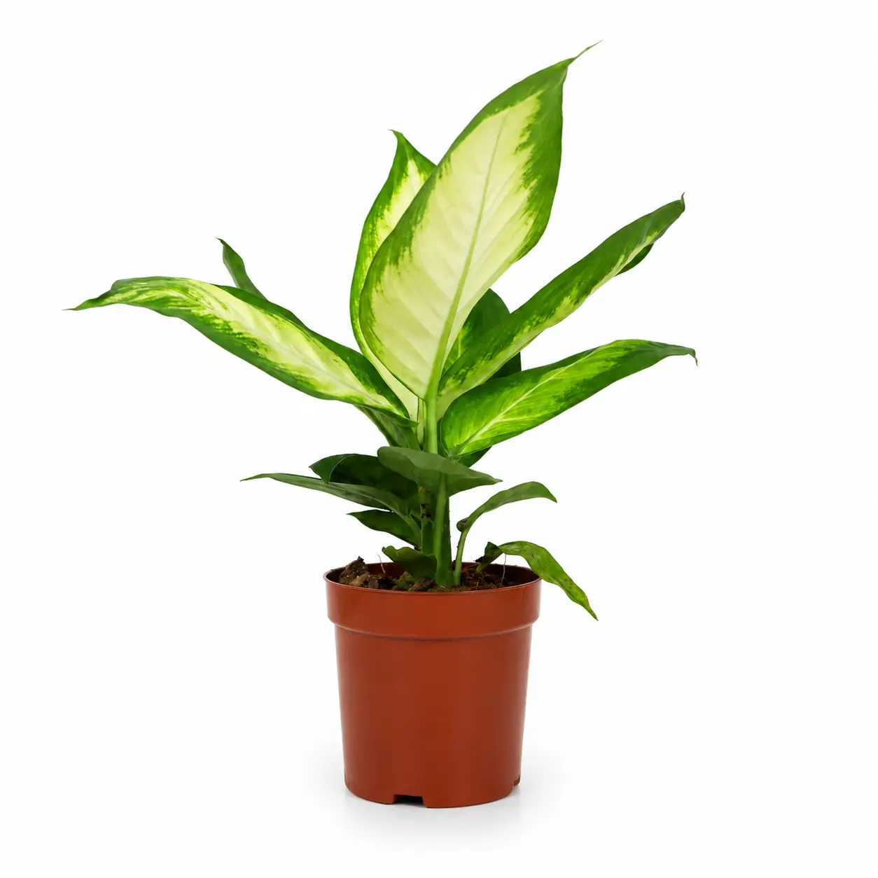 RZ-22  Dieffenbachia Camille Live Plant 4 Inch Pot | Tropical Indoor Foliage Plant for Home & Office Decor