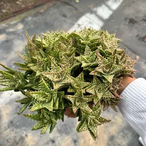 Aloe Juvenna 6 inch pot Succulent Plant