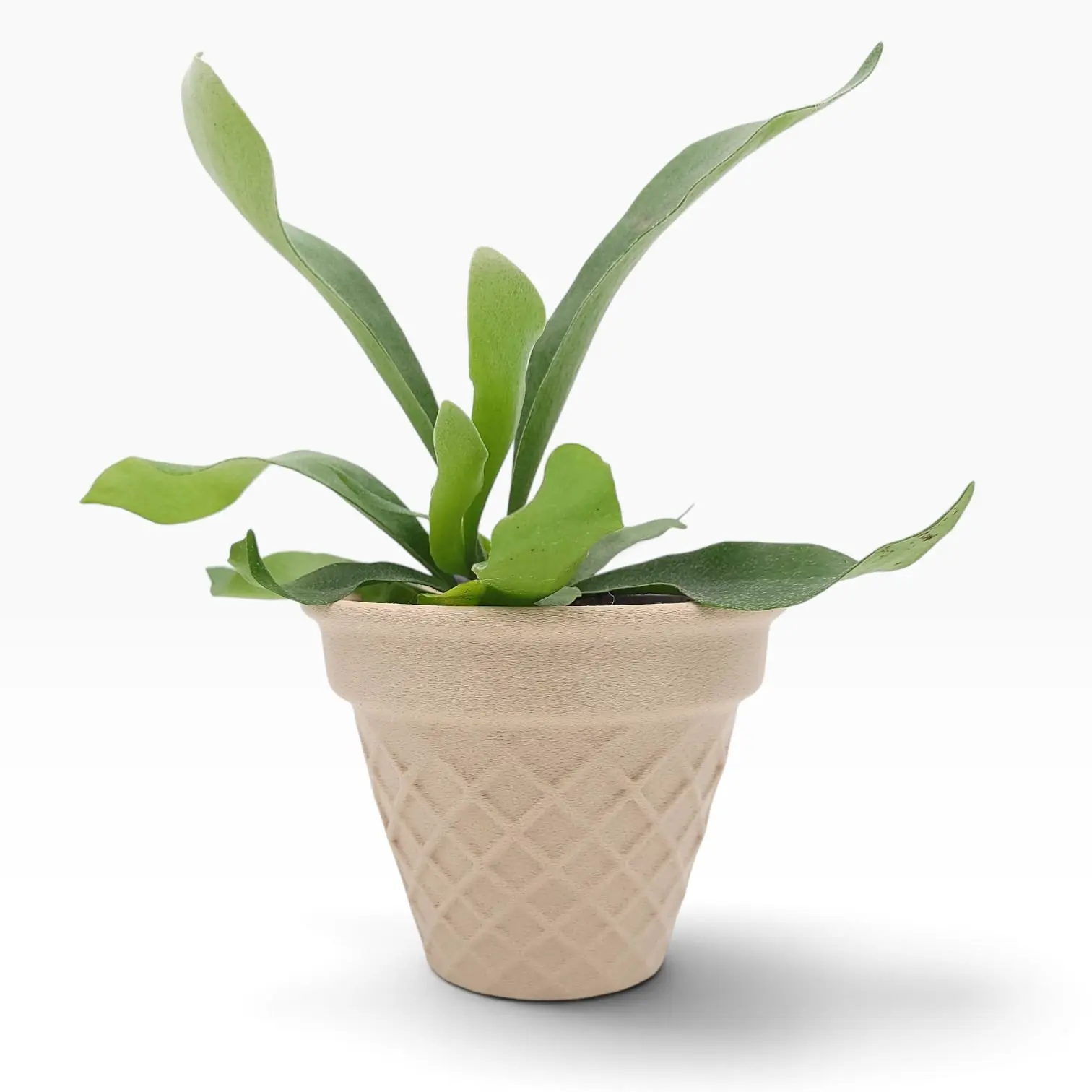 Sweet Cone- 3D Printed Ice Cream Cone Planter with Drainage Holes
