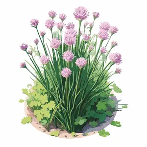 Common Chives Common Chives