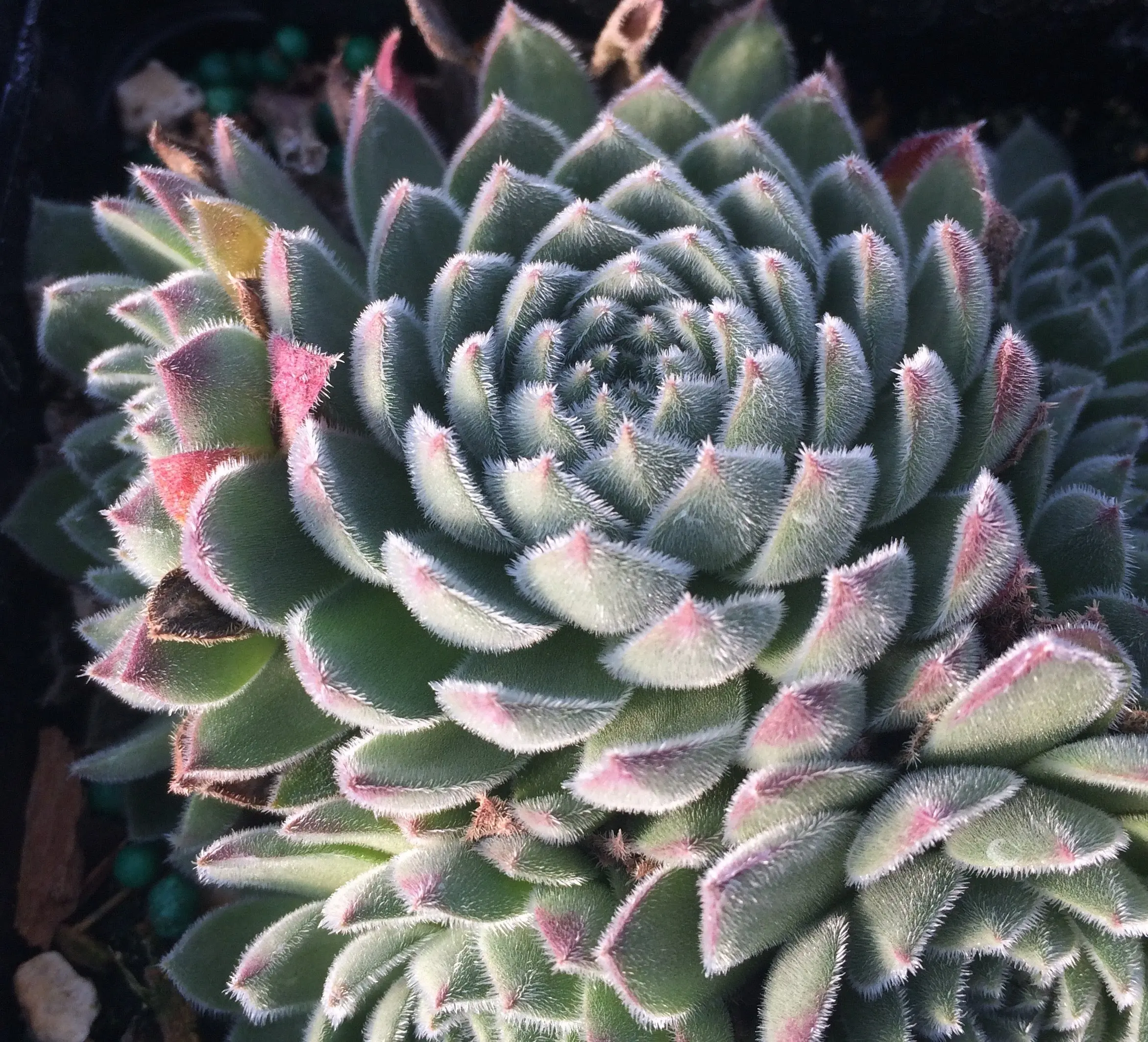 Soft Line Sempervivum Hens & Chicks Succulent – 4 Inch Pot