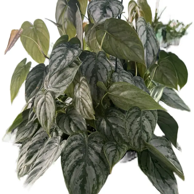 8” Philodendron Brandtianum | 8” Hanging Basket