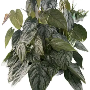 8” Philodendron Brandtianum | 8” Hanging Basket