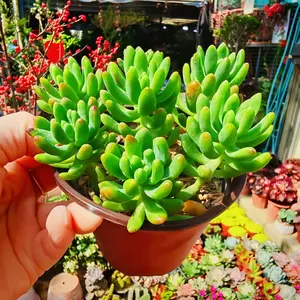 4pc  2inch Sedum Pachyphyllum Jelly Bean Succulent Plant - Live Rooted Succulent with Pink Tips, Low Maintenance Indoor/Outdoor Decor