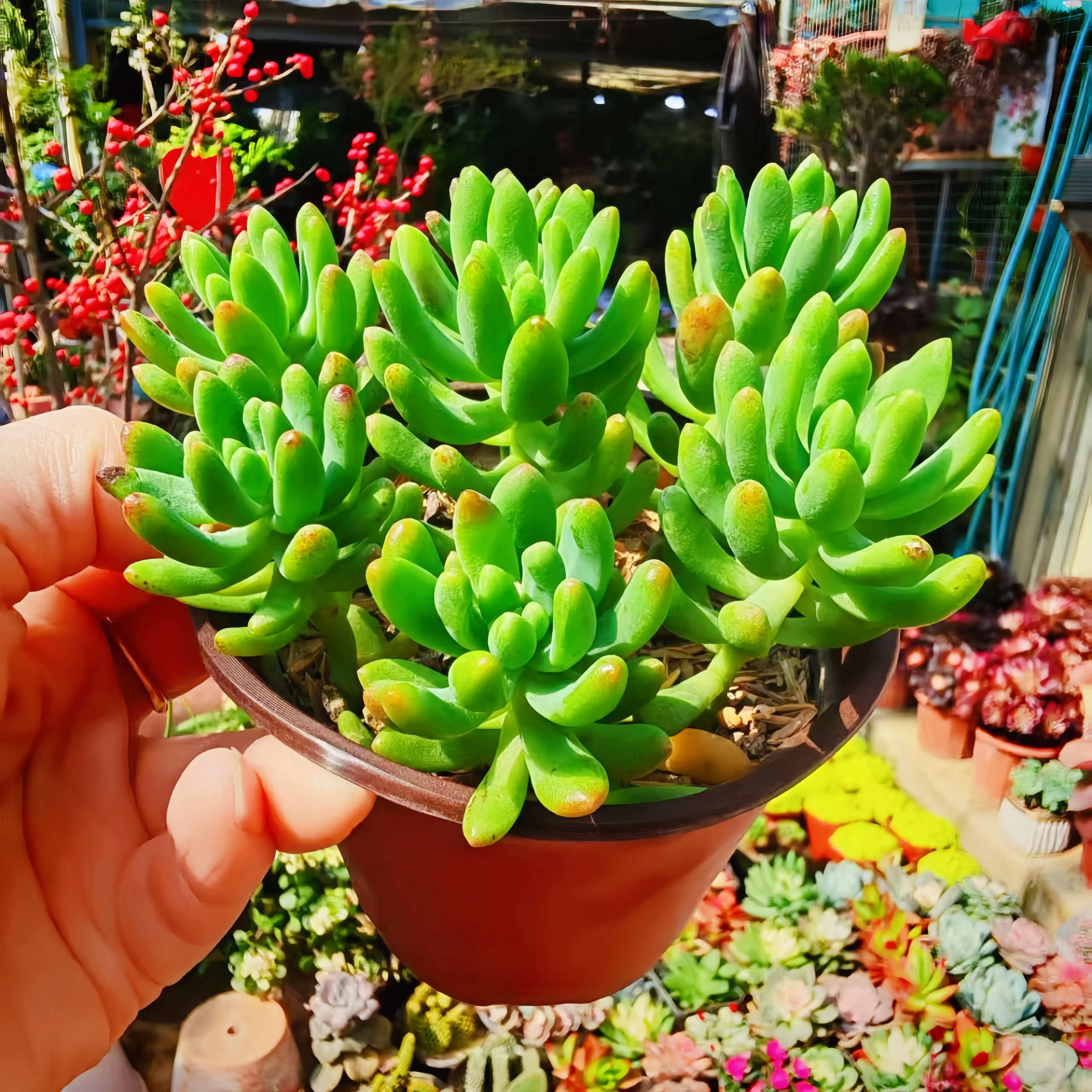 4pc  2inch Sedum Pachyphyllum Jelly Bean Succulent Plant - Live Rooted Succulent with Pink Tips, Low Maintenance Indoor/Outdoor Decor