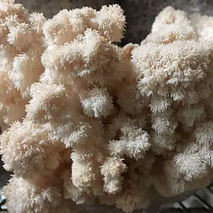 Lion's Mane Mushroom Plug Spawn - (Hericium spp.) Lion's Mane Mushroom Plug Spawn - (Hericium spp.)