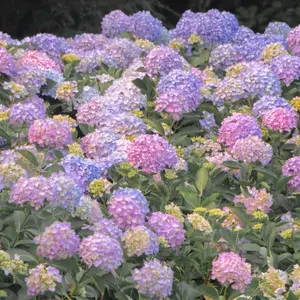 300PCS Perennial Hydrangea Seeds - Lush Blooming Shrubs for Outdoor Decoration and Cottage Gardens - Produces Large Colorful Blooms that Shift with Soil Acidity - Easy to Plant & Grow