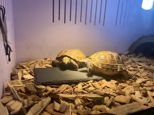 Reptile Feeding Basking Slate 12x6 or 8x4 inch Natural Texture for Tortoise Care & Cheese Serving Tray Gift for Reptile Enthusiasts