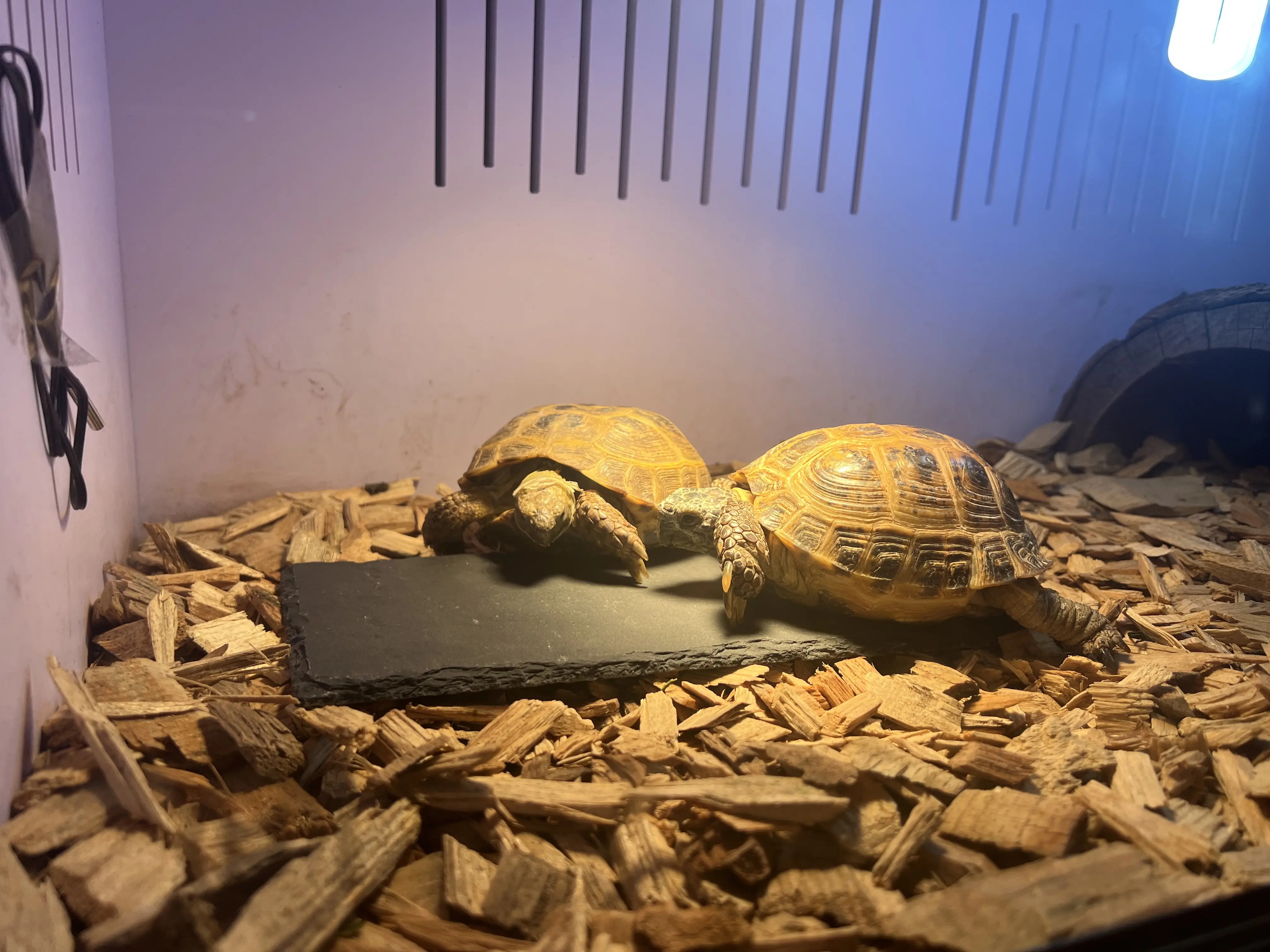 Reptile Feeding Basking Slate 12x6 or 8x4 inch Natural Texture for Tortoise Care & Cheese Serving Tray Gift for Reptile Enthusiasts