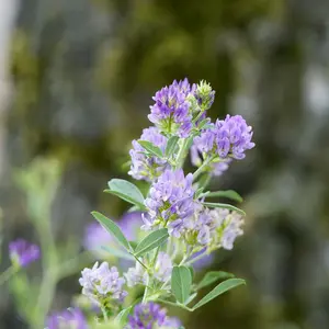 Alfalfa Leaf Cut & Sifted