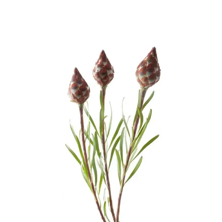 Leucadendron Plumosum Rubrum - 50 Stem Bunch